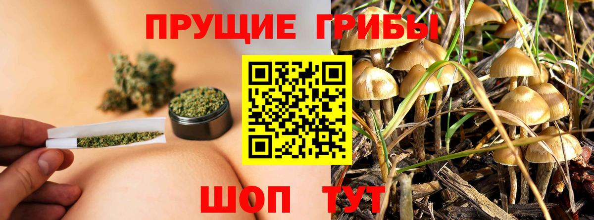 где продают   Вход с VPN  Новотроицк  Галлюциногенные грибы Psilocybine cubensis 